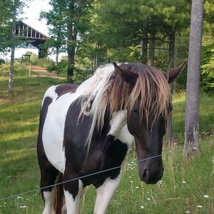 Meet your Posher, Shane